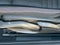 2025 MINI Hardtop 2 Door Signature Plus